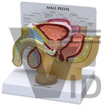 Male Pelvis Model cross section with Prostate